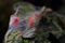 Close-up of a mass of Red spider mites