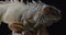 Close up of a massive iguana, wildlife, huge lizard, animals, 4k
