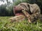 Close Up Of An Massive Neapolitan Mastiff Dog Eating A Huge Bone