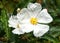 Close up of Matilija poppies or tree poppies