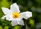 Close up Of Matilija Poppy ~ California Tree Poppy