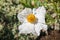 Close up of Matilija poppy Romneya flower, California