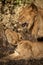 Close-up of mating lions roaring in grass