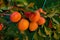 Close-up of mature apricots on a tree between green leaves