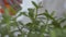 Close-up of mature female Caucasian hand spraying green leaves. Retiree taking care of her houseplants. Hobby, pastime