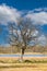 Close up of a mature, leafless oak tree with erratic branches