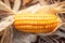 Close-up, mature orange corn on cob on a ground after harvesting, soft sunset shines on a corn on cob. Selective focus. Organic