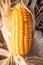 Close-up, mature orange corn on cob on a ground after harvesting, soft sunset shines on a corn on cob. Selective focus. Organic