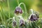 A close-up of a mature pasqueflower flower on a green, fuzzy background in a spring arboretum