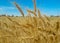 close up of mature wheat on the field. Ukraine agriculture