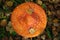 A close up of mature wild fly agaric Amanita muscaria with two dry birch leaves on the flat orange cap on a sunny autumn day