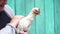 Close up of mature woman holds white chicken in hands. Unrecognizable female holds poultry on background of old wooden