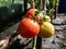 Close-up of maturing tomatoes growing on a tomato plant in greenhouse in bright sunlight. Organic grown red tomatoes