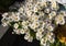 Close-up of Mauranthemum paludosum daisies. The photo was taken on a sunny day