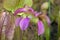 Close-up of a mauve flower of a pitfall plant