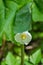 Close up of a Mayapple Flower Also Known as Mandrake