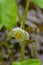 Close-up of a Mayapple Flower also known as â€œMandrakeâ€