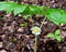 Close up of a mayapple flower and green leaves growing in a spring forest.