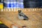 Close up of Mayna bird on the stripe bed HD