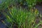 Close up of a meadow of blooming orange Alopecurus aequalis, a common species of grass known as shortawn foxtail or orange foxtail