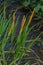 Close up of a meadow of blooming orange Alopecurus aequalis, a common species of grass known as shortawn foxtail or orange foxtail