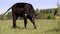 Close up, in meadow, on farm, big black pedigree, breeding bull is grazing. summer warm day. Cattle for meat production