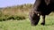 Close up, in meadow, on farm, big black pedigree, breeding bull is grazing. summer warm day. Cattle for meat production