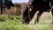 Close up, in meadow, on farm, big black pedigree, breeding bull is grazing. summer warm day. Cattle for meat production