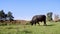 Close up, in meadow, on farm, big black pedigree, breeding bull is grazing. summer warm day. Cattle for meat production