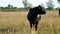 close up, in meadow, on farm, big black pedigree, breeding cows, bulls are grazing. summer warm day. Cattle for meat