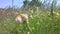 Close-up of a meadow, flower meadow with Kidney Vetch - Anthyllis vulneraria