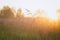 Close up meadow grass in evening sunlight