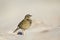 A close-up of a meadow pipit Anthus pratensis foraging on the beach of Heligoland.