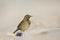 A close-up of a meadow pipit Anthus pratensis foraging on the beach of Heligoland.