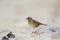 A close-up of a meadow pipit Anthus pratensis foraging on the beach of Heligoland.