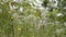 Close up of meadow with wild flowers, relaxing nature view