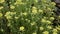 Close up of meadow with wild flowers, relaxing nature view