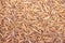 Close up Mealworm larvae for feeding animal.ex.birds ,fish,repptiles