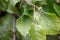 Close-up of mealybugs Pseudococcidae on leaves of a European hornbeam hedge