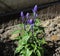 Close up of mealycup sage or mealy sage (Salvia farinacea