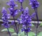 Close up of mealycup sage or mealy sage (Salvia farinacea