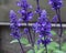 Close up of mealycup sage or mealy sage (Salvia farinacea