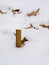 Close-up of Measuring Winter Snowfall with a Yardstick