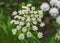 Close-up of medicinal and aromatic plant Angelica flower.