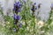 Close-up of medicinal plant sage or Salvia blue