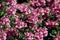 Close-up of the medicinal plant sage or Salvia garden variety of beautiful pink with a yellow middle