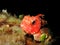 Close up of a mediterranean scorpion fish Scorpaena notata