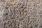 Close-up on Medium silver grey alpaca wool or fiber