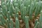 Close up of Medusa-like cactus