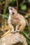 Close up of meerkat perched on stones